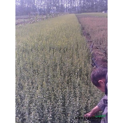 江苏红叶李介绍