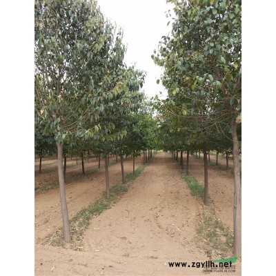 红叶李供应   红叶李*新价格  红叶李图片及*新信息