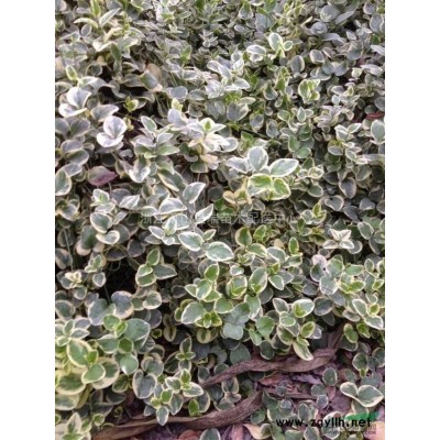 红叶李3供应/红叶李3图片