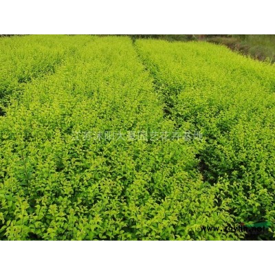 红叶李 紫叶李 红叶李价格