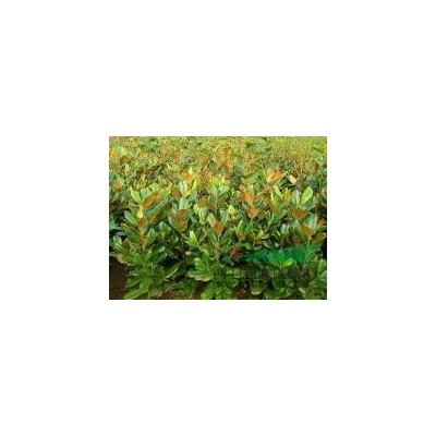 供应大叶女贞、红叶李