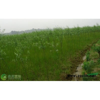 湖南精品5~10公分红叶李