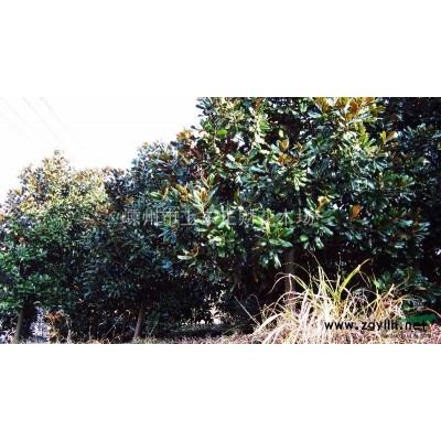 2公分樱花.海棠.紫薇.红叶李.鸡爪槭.青枫.红枫