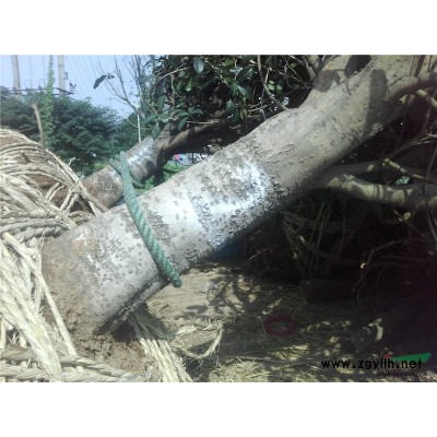 毛先生和他的6公分红叶李供应/毛先生和他的6公分红叶李图片