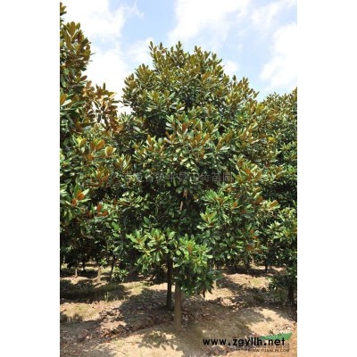 3-10公分的红叶李