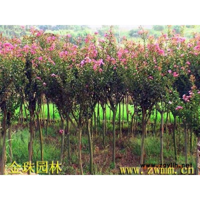 红叶李树苗，紫叶李小苗，红叶李基地