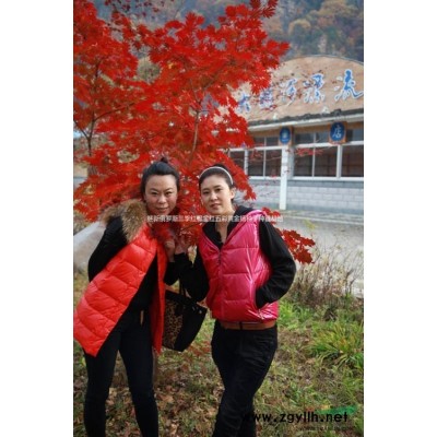 红叶红梅种苗红叶李俄罗斯冰雪四季红叶李红梅盆景红梅种子种苗销