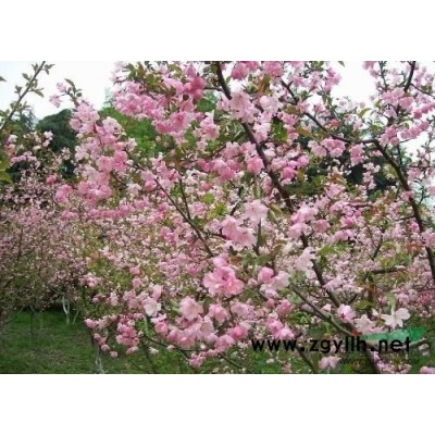 浙江红叶李6信息