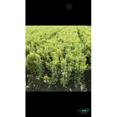 供应大量红叶李