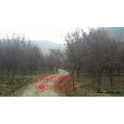 红叶李 金华红叶李 红叶李价格