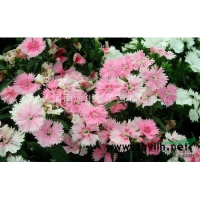 红叶李 紫叶李 红叶李价格