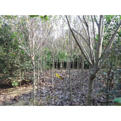 安徽 红叶李（地径）1-15公分