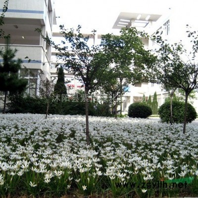 紫薇-大叶女贞-丁香-樱花-紫叶李-红叶李-红叶桃-木槿