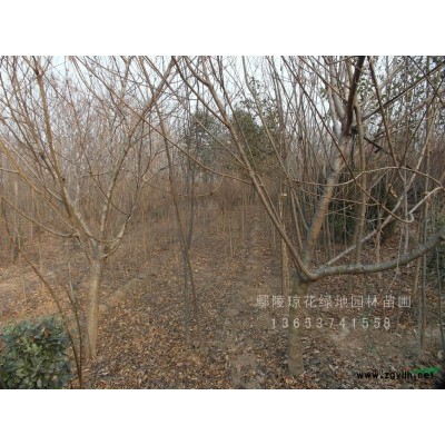 出售2.5-3.5红叶李，价格优惠