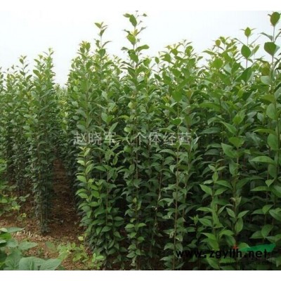 陕西出售红叶李小苗