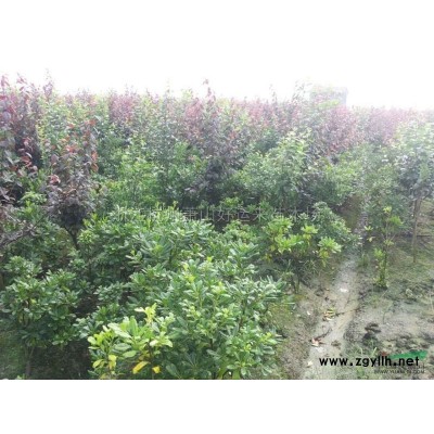 海桐-红叶李行情报价\海桐-红叶李图片展示