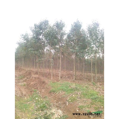 红叶李基地 安徽红叶李 5-15公分红叶李