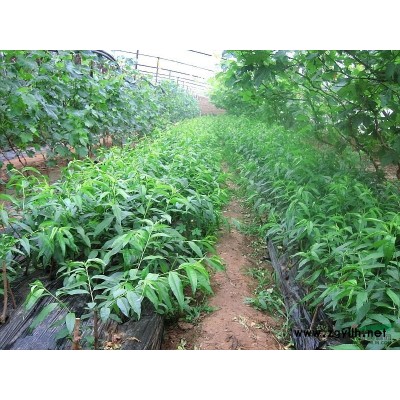 出售紫叶李，红叶李小苗，紫叶李扦插苗价格。