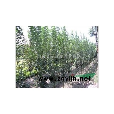 批量销售3公分西府海棠，紫叶李，红叶李，黄栌