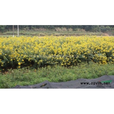 供应红叶李、紫叶李