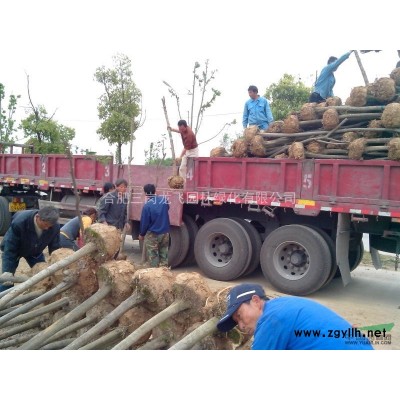 [供应]大量低价出售高杆女贞，大叶女贞，红叶李，紫薇，三角枫，黄连木，