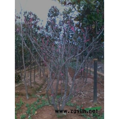 红叶李行情报价\红叶李图片展示