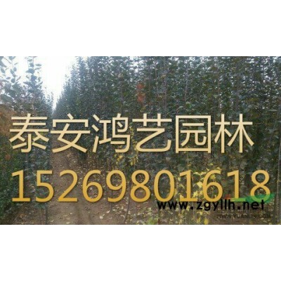 山东红叶李供应/山东红叶李种植/山东樱花基地/红叶李价格