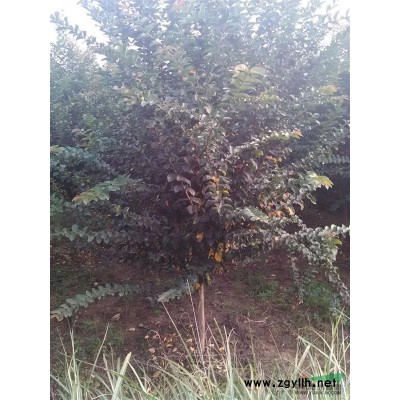 红叶李小苗批发