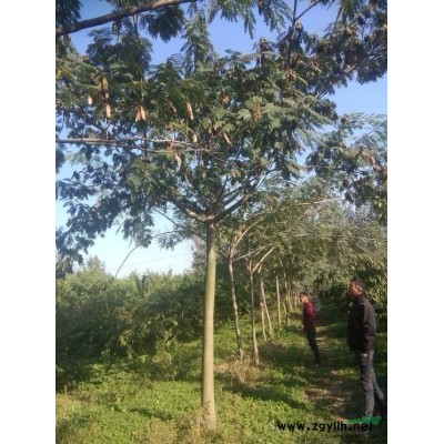 红叶李小苗看市场价格