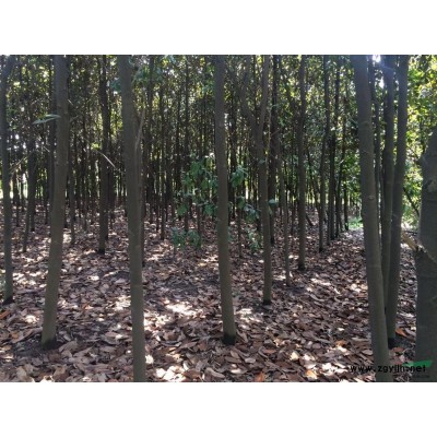 杭州萧山红叶李30起量3-4公分