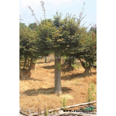 红叶李,紫叶李,浙江红叶李种植基地红叶李价格优惠,红叶李规格