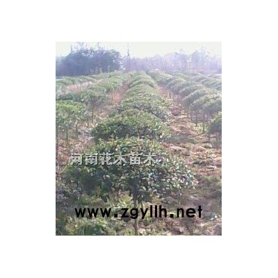 红叶李、紫叶李、夹竹桃、寿星桃、红叶碧桃、水杉