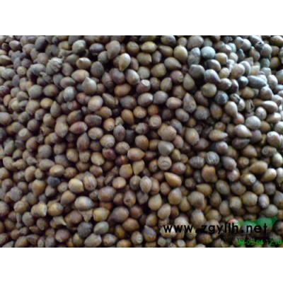 红叶李2报价/江西红叶李2报价