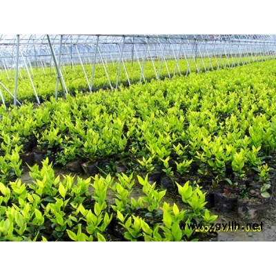 红叶李、紫薇、紫荆、龙柏球