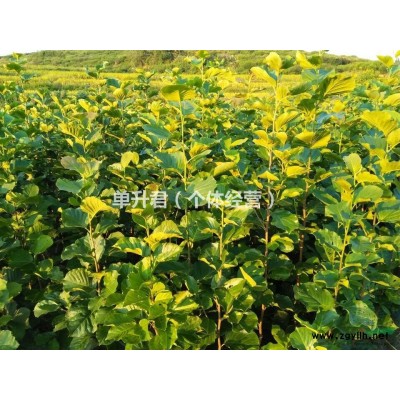 红叶李，低价出售，