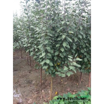 山东红叶李*新报价/红叶李图片