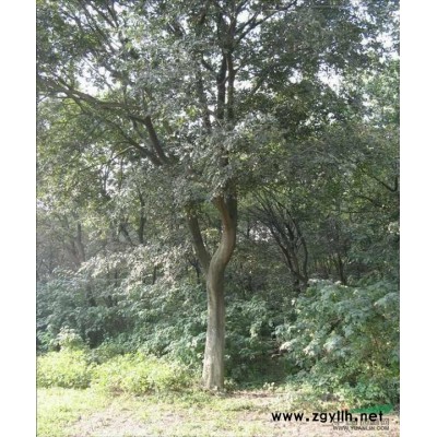 红叶李行情报价\红叶李图片展示