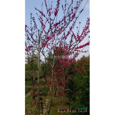 薄利多销红叶李小苗，以及多年生的红叶李