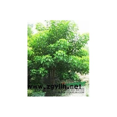 红叶李供应/红叶李图片