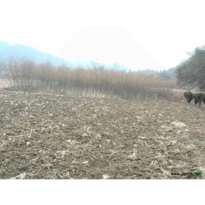 安徽红叶李2介绍