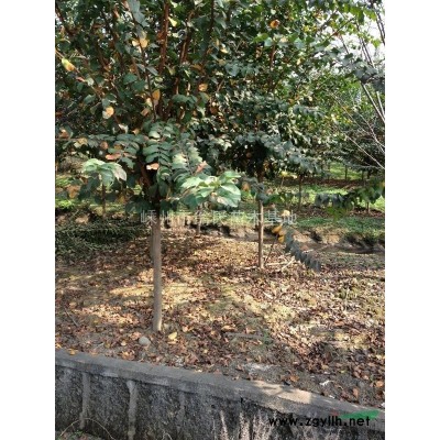 供应浙江红叶李