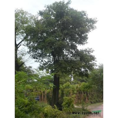 红叶李、合欢、大朴树、大重阳木、大榔榆、乌桕、黄连木