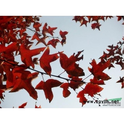 安徽大红叶李2*新价格/安徽大红叶李2报价