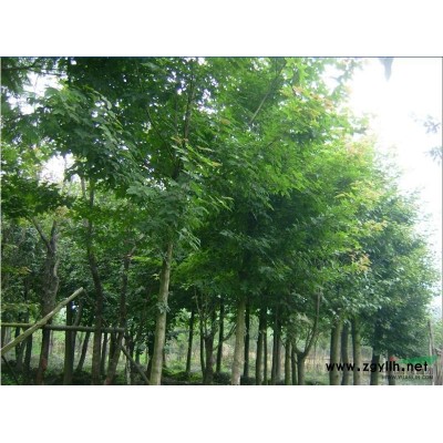 安徽红叶李/红叶李批发