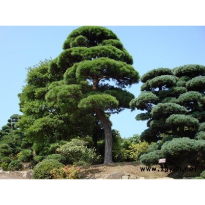 红叶李供应/红叶李图片