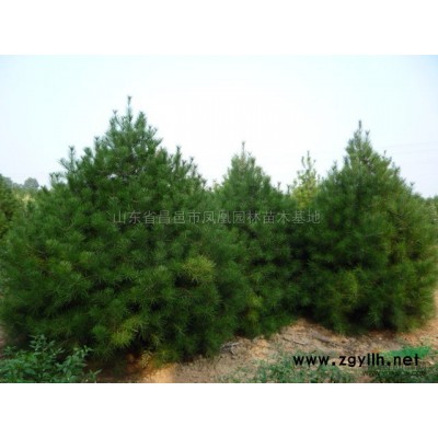 山东紫叶李 山东红叶李