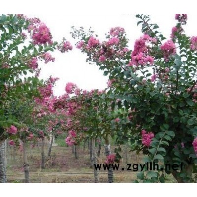 肥西红叶李报价，安徽肥西红叶李