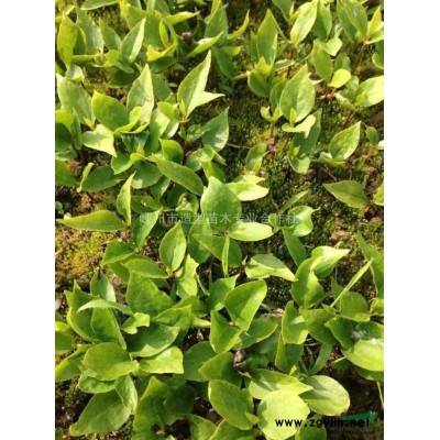 预定当年生小苗（樱花，海棠，红枫，红叶李）等