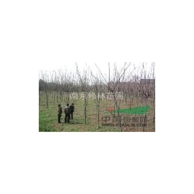 江苏供应2-8公分红叶李*新报价/供应2-8公分红叶李图片