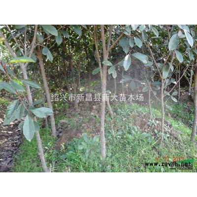 浙江红叶李小苗